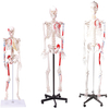 Medical Teaching Models Bone Color Human Adult Skeleton 170cm Human Muscular Skeleton of PVC