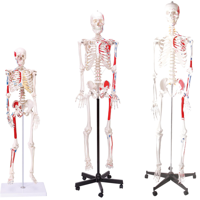 Medical Teaching Models Bone Color Human Adult Skeleton 170cm Human Muscular Skeleton of PVC