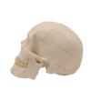 Medical Teaching Models Bone Color Human Skeleton Model Adult Skull with Blood Vessels and Nerves