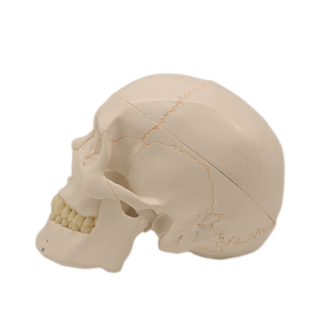 Medical Teaching Models Bone Color Human Skeleton Model Adult Skull with Blood Vessels and Nerves