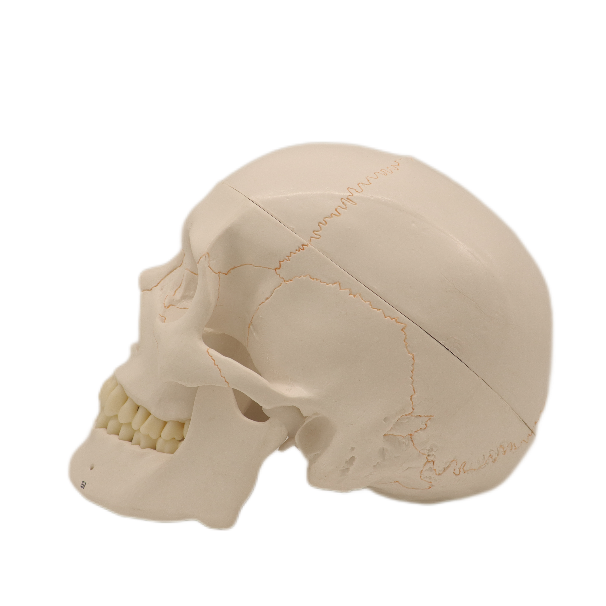 Medical Teaching Models Bone Color Human Skeleton Model Adult Skull with Blood Vessels and Nerves