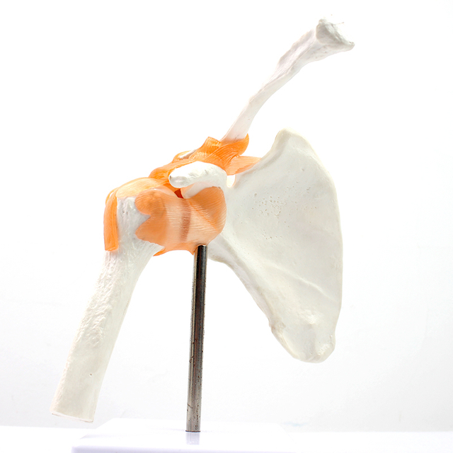 Medical Teaching Models Bone Color Human Teaching Skeleton Model of Shoulder Joint