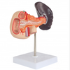 Laboratory Pancreas Duodenum and Spleen Teaching Model