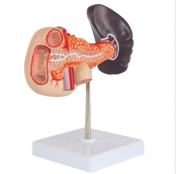 Laboratory Pancreas Duodenum and Spleen Teaching Model