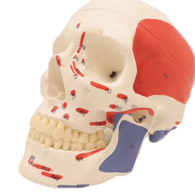 Good Quality Lab Teaching Models 3 Parts Human Muscular Skull Skeleton Models for Students