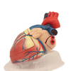 Medical Teaching Models Bone Color Human Skeleton Expansion Heart Model