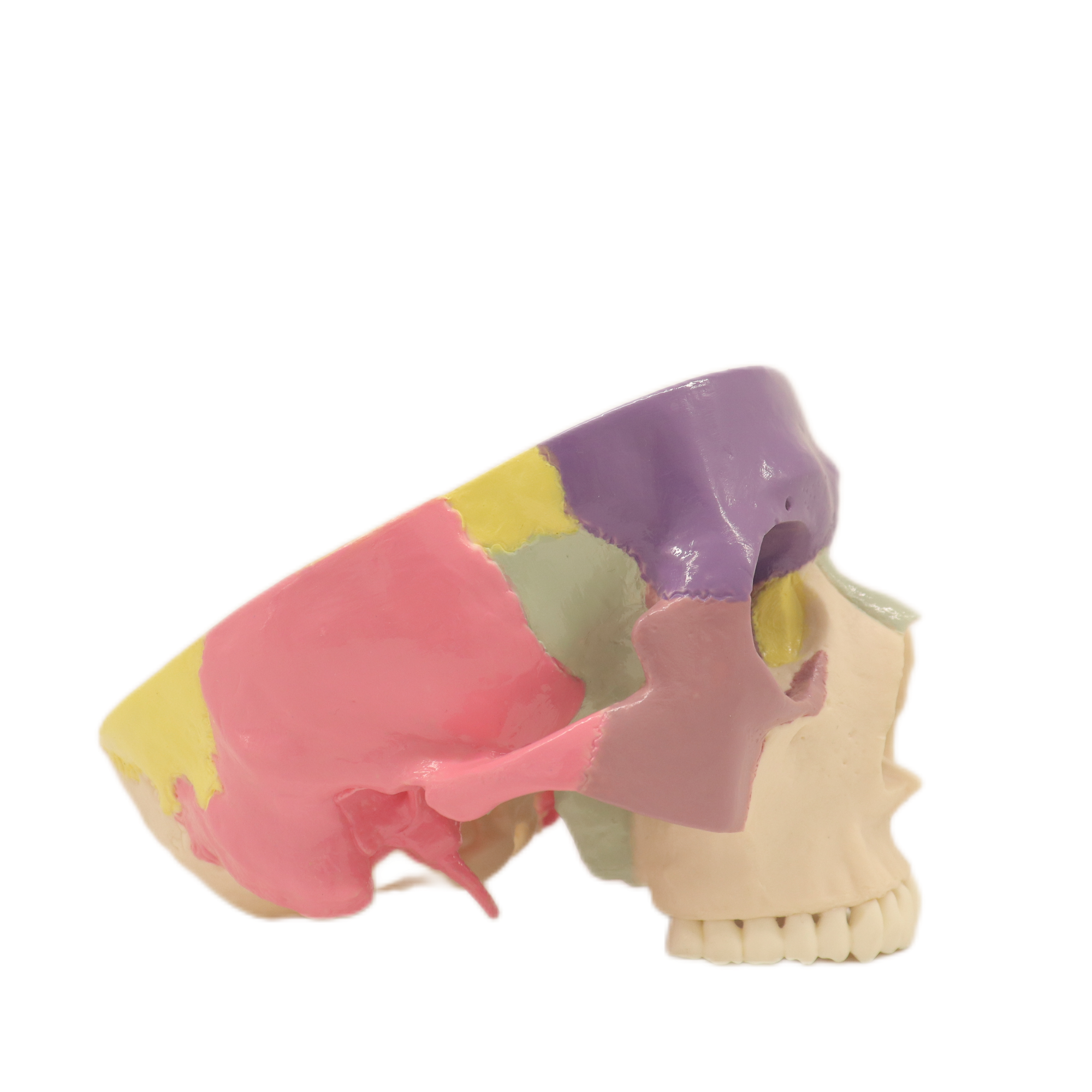 Lab Teaching Models Expansion Model of Cranial Base Skeleton Model