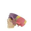 Lab Teaching Models Expansion Model of Cranial Base Skeleton Model