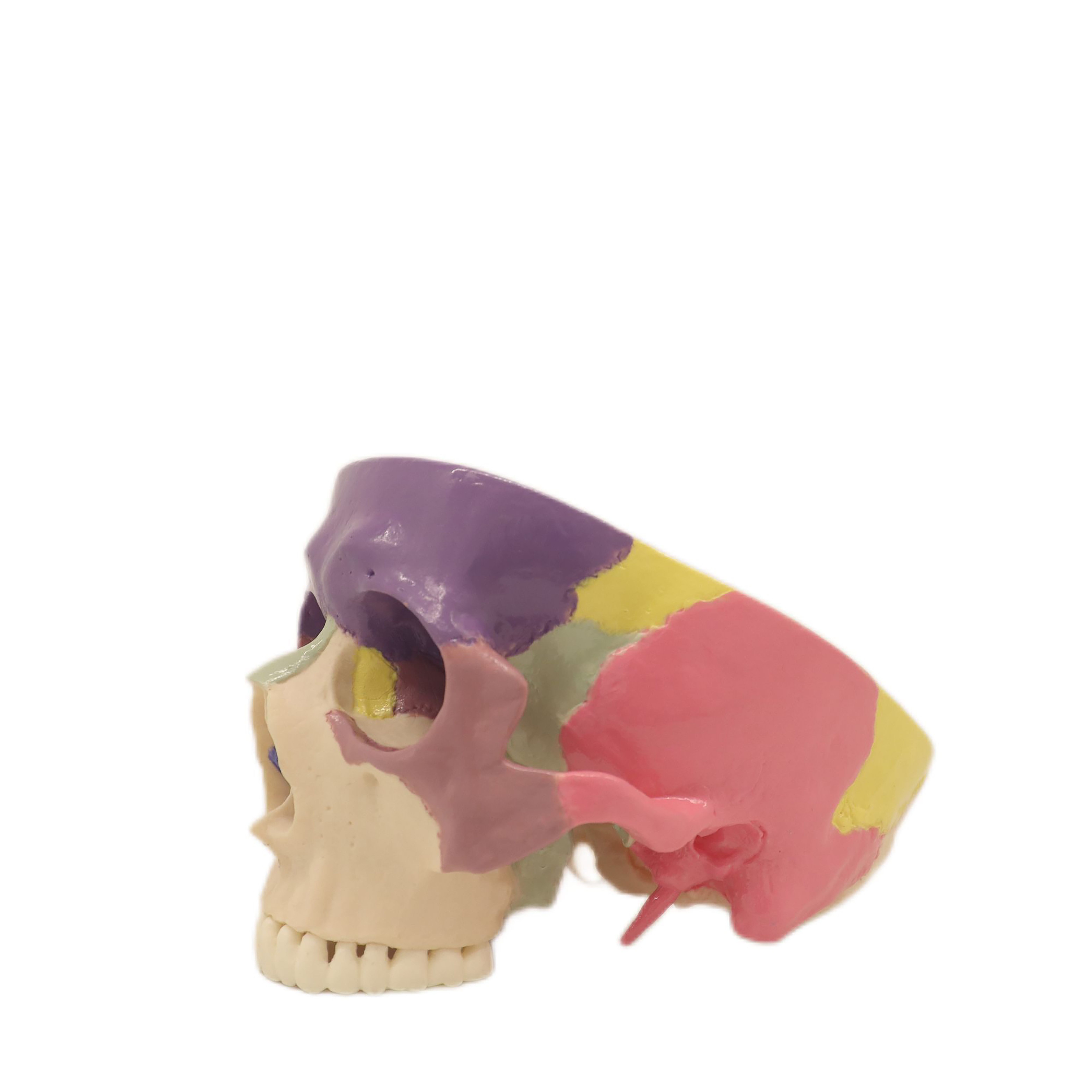 Lab Teaching Models Expansion Model of Cranial Base Skeleton Model