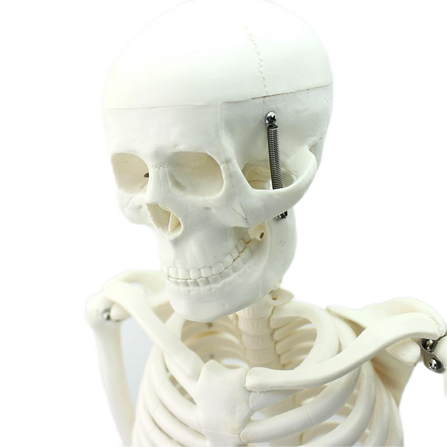 High Reproduction and Accuracy Medical Teaching Models Bone Color Human Teaching Skeleton 85cm Human Skeleton of PVC
