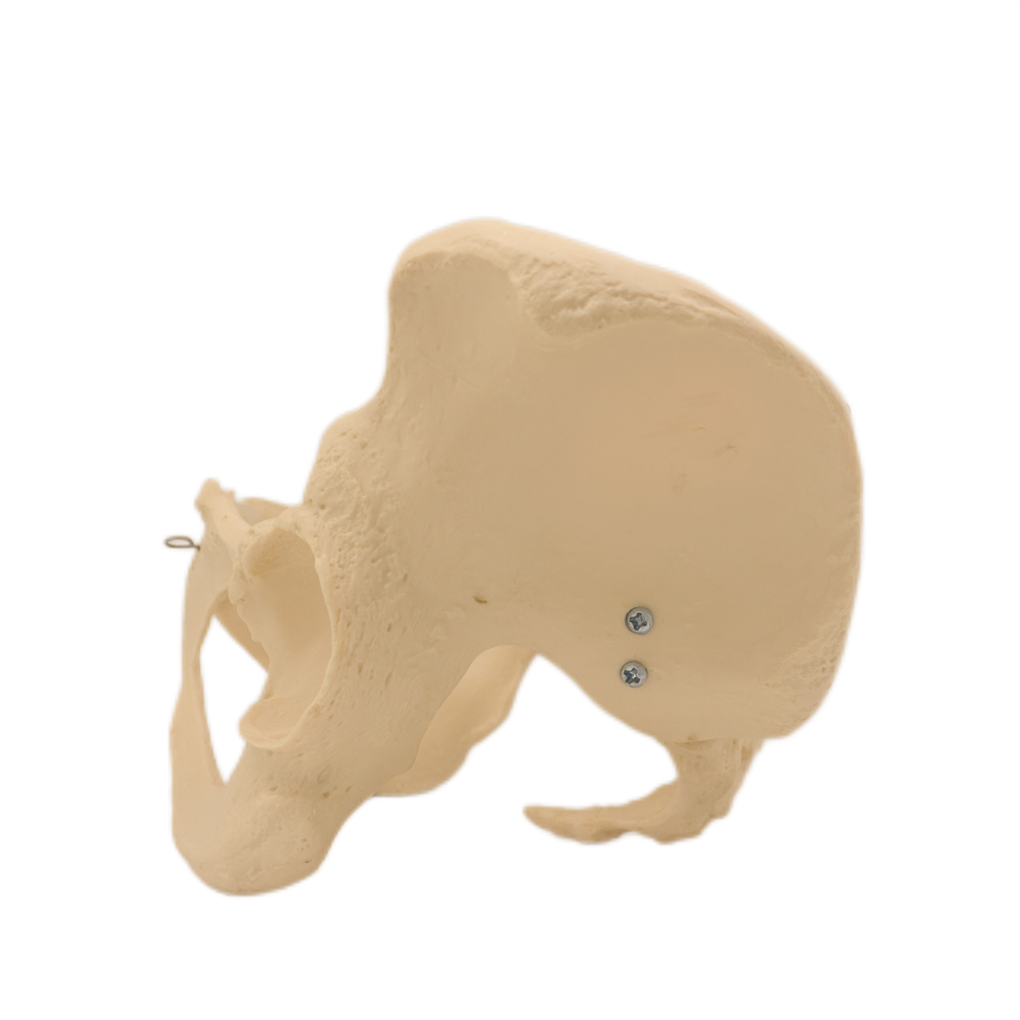 Good Quality Pelvis Lumbar Spine and Femoral Head Hip Bone Models