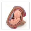 Biology Lab Displaying Teaching Tools Embryonic Development Model of PVC