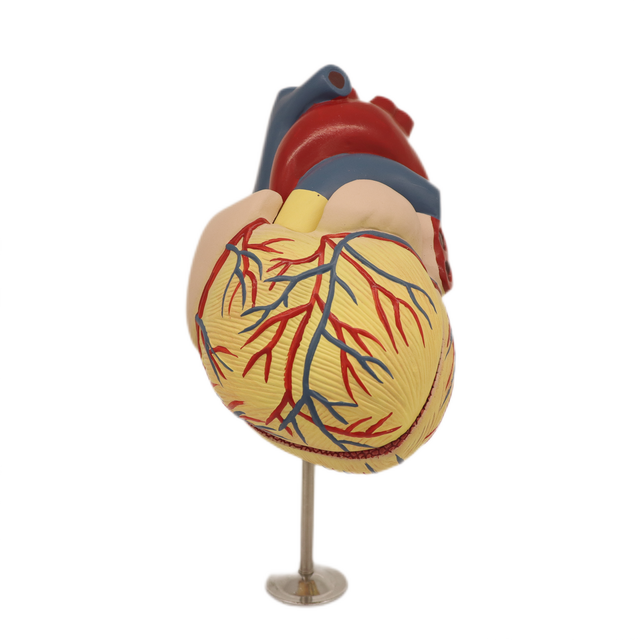Medical Teaching Models Bone Color Human Skeleton Heart Dissection Model