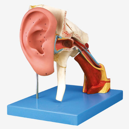 Soft Silicone Teaching Display Enlarged Labyrinth Internal Era Dissection Expansion Model