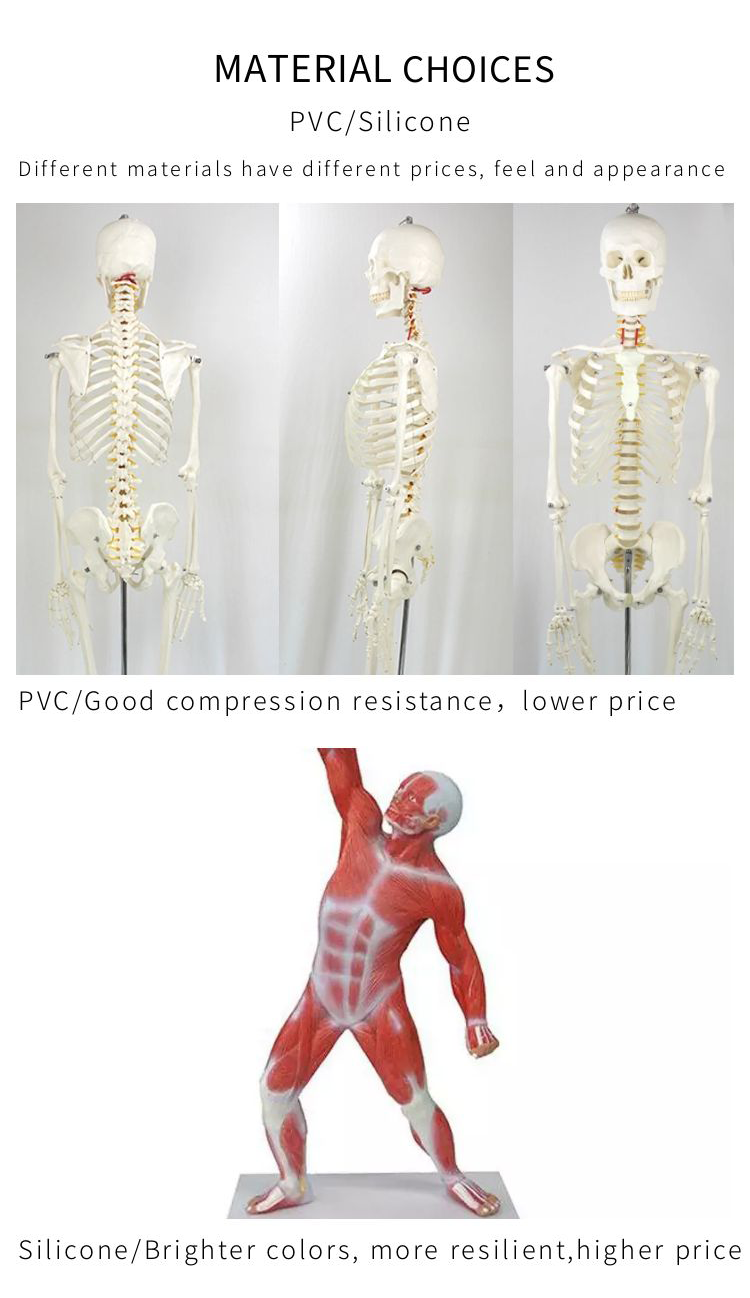 骨骼模型详情页5