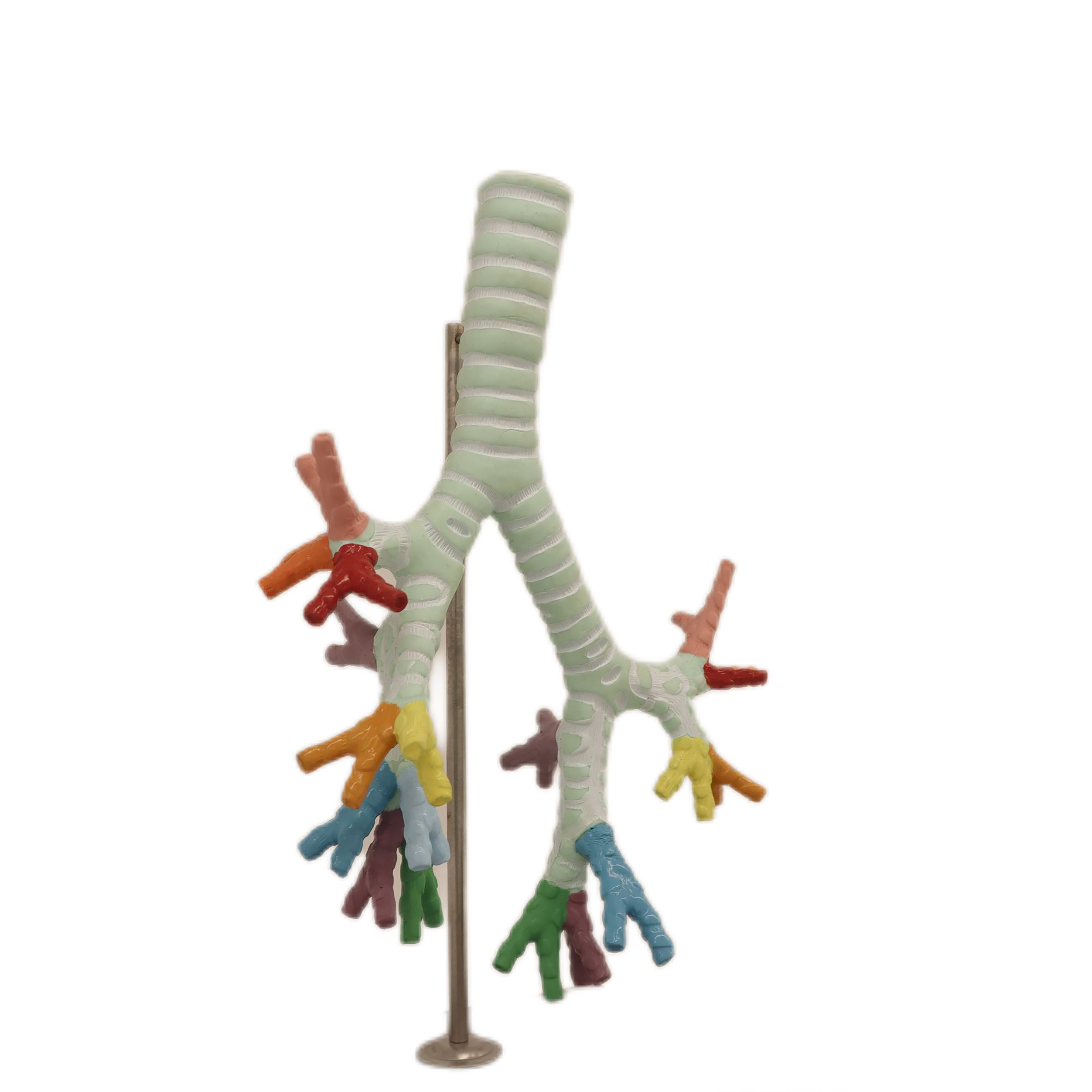 Medical Teaching Models Bone Color Human Teaching Skeleton Model of Model of The Trachea and The Bronchus Bronchipulmonary Segment