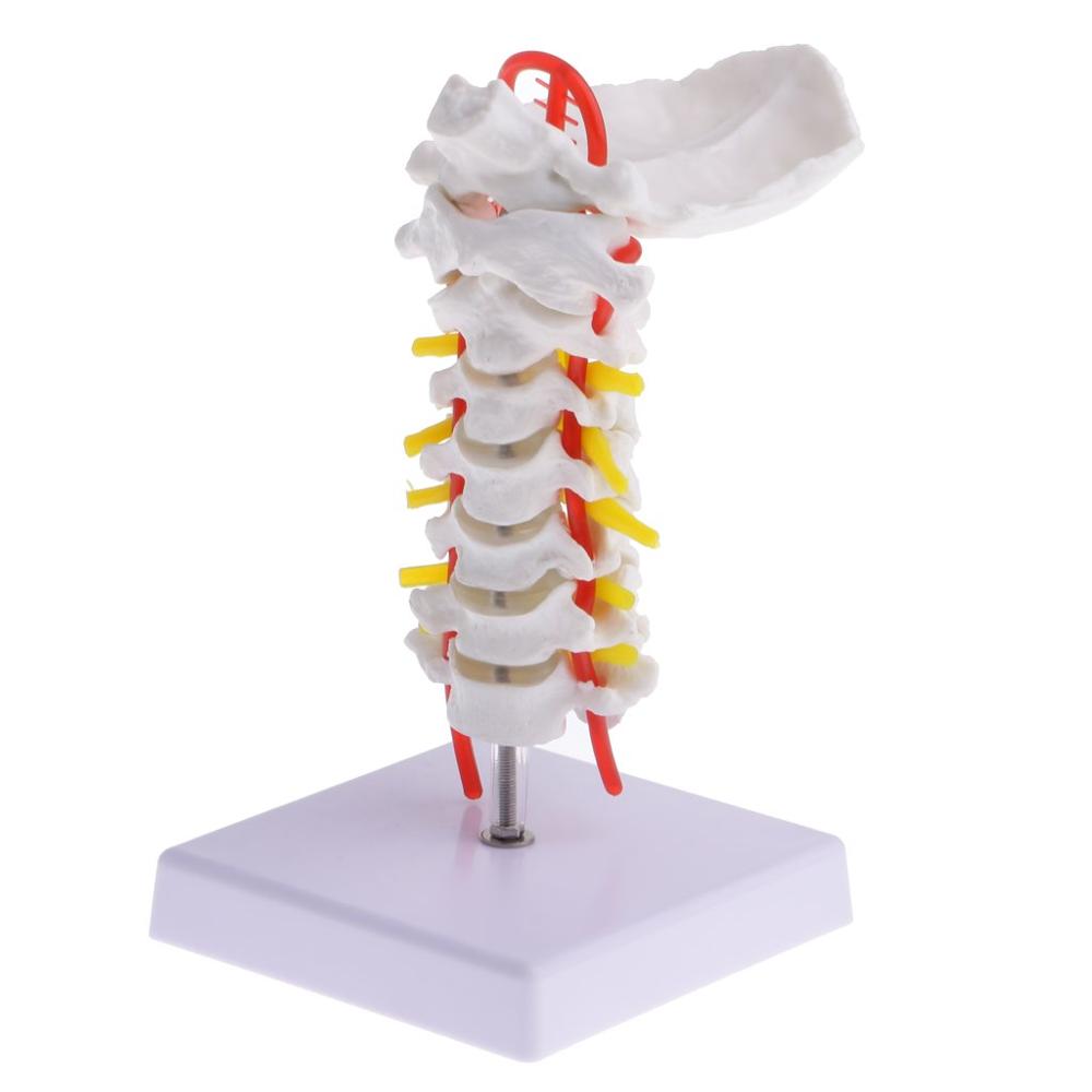 High Reproduction and Accuracy Medical Teaching Models Cervical Vertebra Model