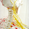 Medical Teaching Models Bone Color Human Teaching Skeleton 170cm Human Skeleton with Main Arteries and Spinal Nerves of PVC