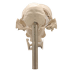 Good Selling Classic Lab Teaching Models The Separated Human Skull Model of PVC