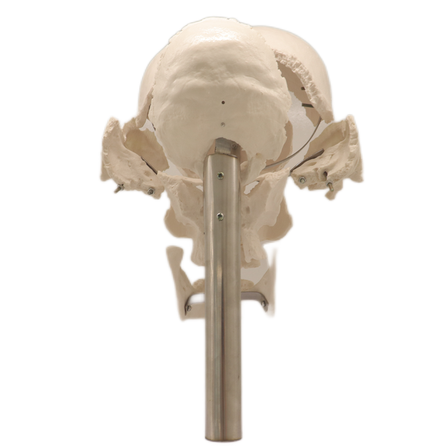 Good Selling Classic Lab Teaching Models The Separated Human Skull Model of PVC