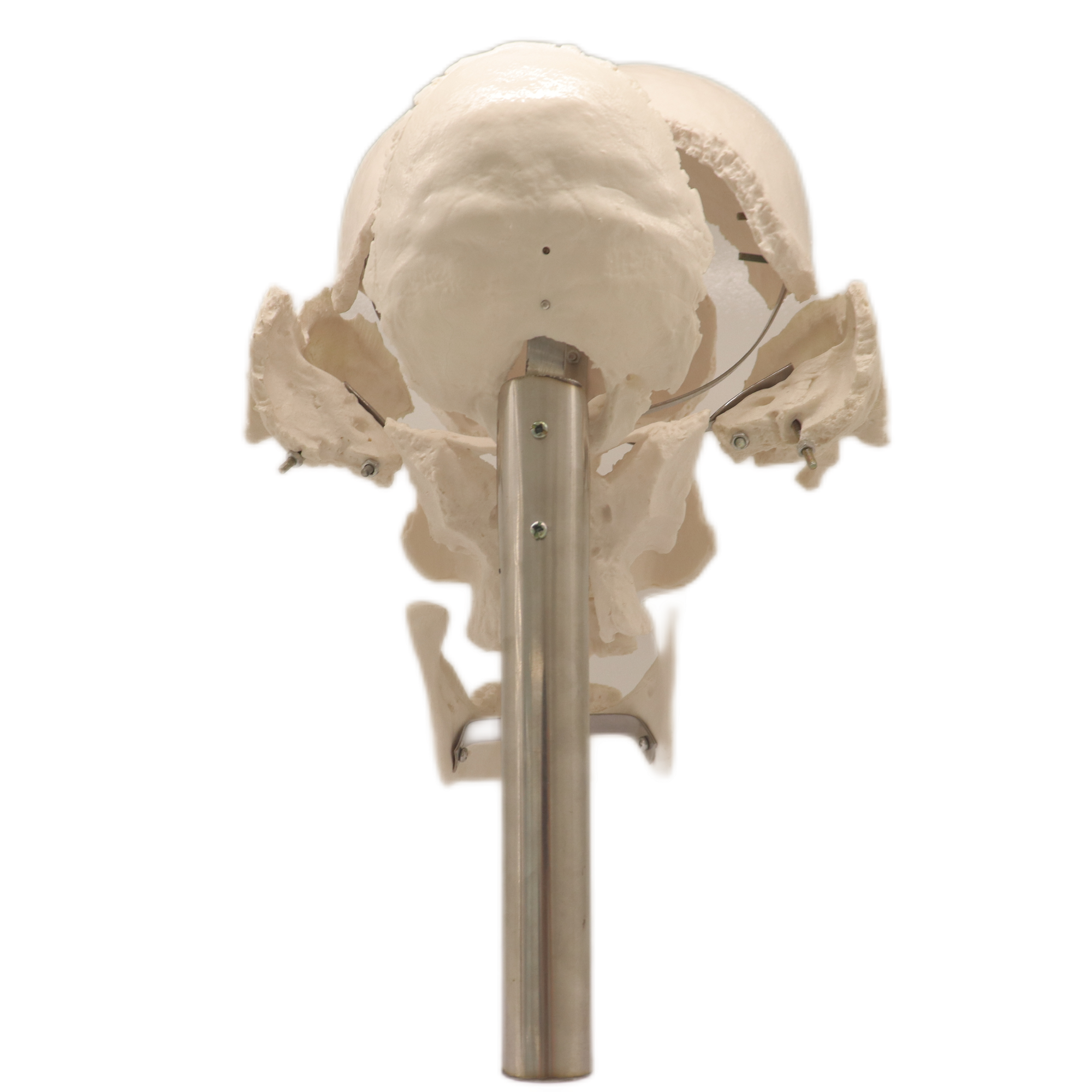 Good Selling Classic Lab Teaching Models The Separated Human Skull Model of PVC