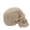 Medical Teaching Models Bone Color Human Teaching Skeleton Model of The Adult Skull with Blood Vessels and Nerves