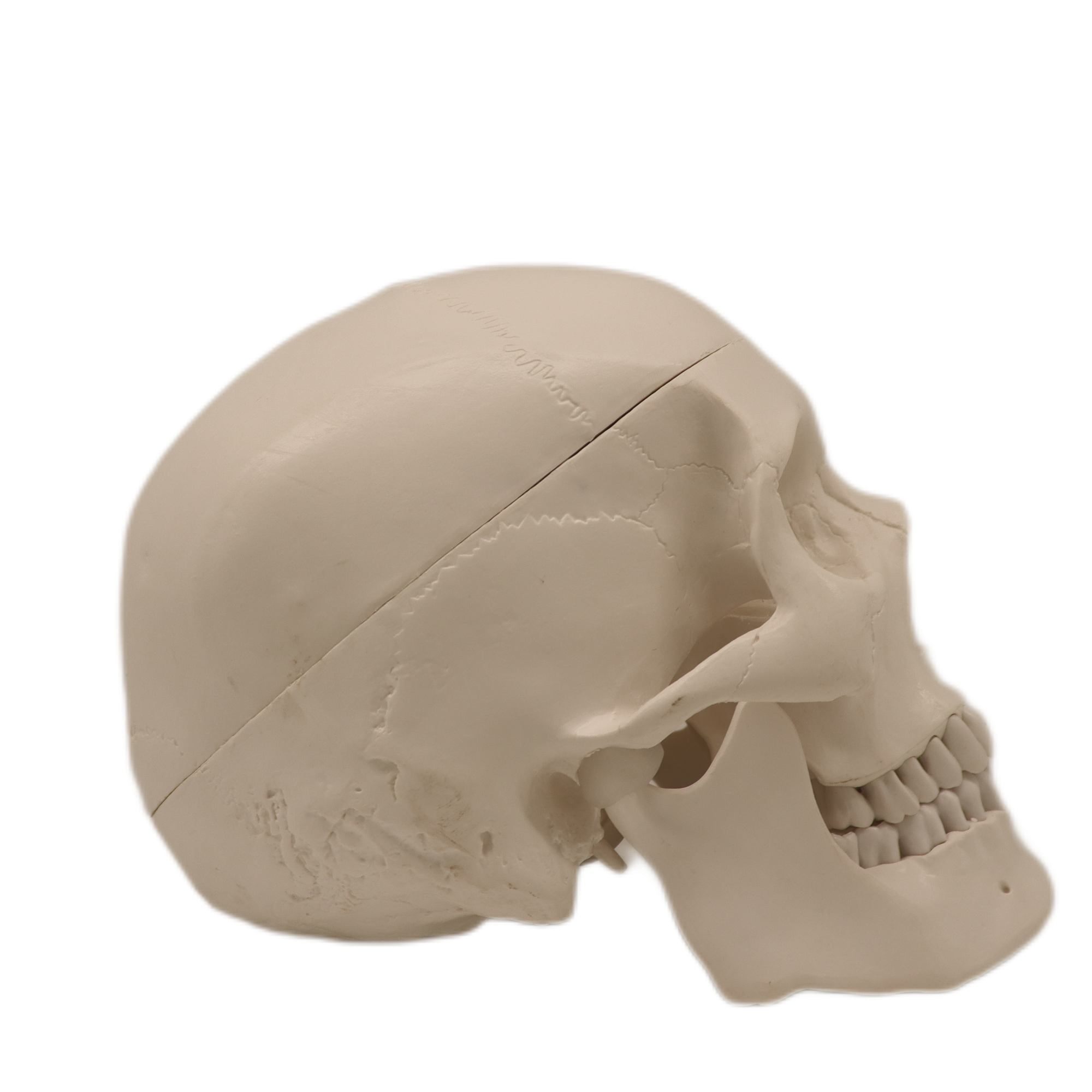 Medical Teaching Models Bone Color Human Teaching Skeleton Model of The Adult Skull with Blood Vessels and Nerves