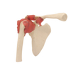 Medical Teaching Models Bone Color Human Teaching Skeleton Model of Shoulder Joint