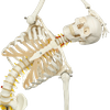 Medical Teaching Models Human Adult Skeleton 170cm Human Skeleton of PVC