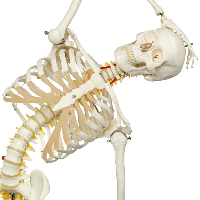 Medical Teaching Models Human Adult Skeleton 170cm Human Skeleton of PVC