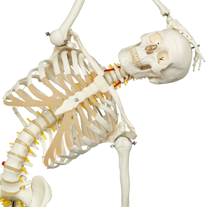 Medical Teaching Models Human Adult Skeleton 170cm Human Skeleton of PVC