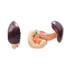 Laboratory Pancreas Duodenum and Spleen Teaching Model