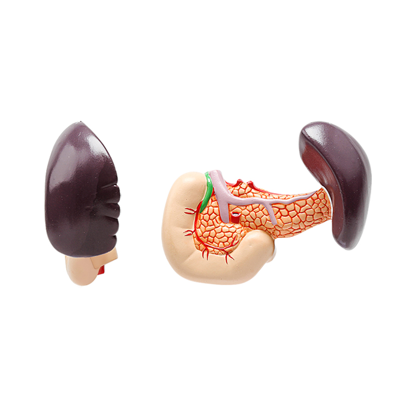 Laboratory Pancreas Duodenum and Spleen Teaching Model