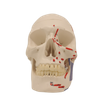 Medical Teaching Models Bone Color Human Teaching Skeleton Human Muscular Skull of PVC