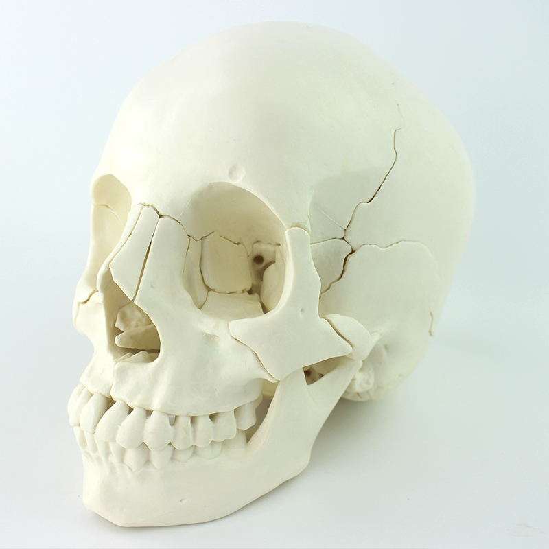 Good Price Classroom Display Demonstration Skeleton Skull Kit 22 Individual Bones Human Models with Natural Size