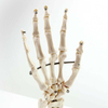 Disposable Medical Teaching Anatomical Model White Hand Bone of Hand Bone