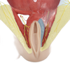 Lab Medical Teaching Models Male Perineum Model of PVC