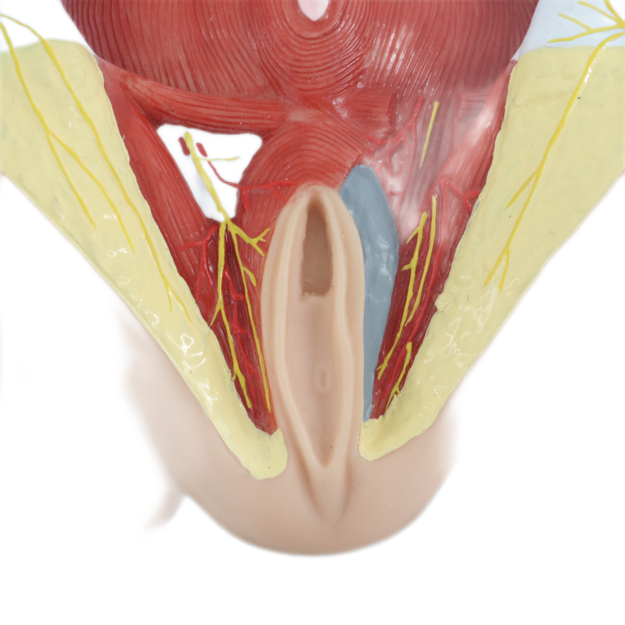 Lab Medical Teaching Models Male Perineum Model of PVC