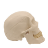 Medical Teaching Models Bone Color Human Teaching Skeleton Model of The Adult Skull with Blood Vessels and Nerves