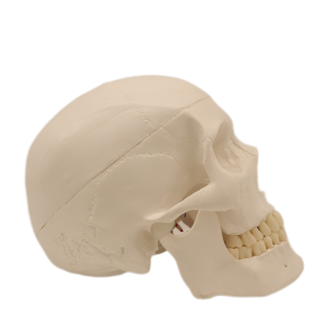Medical Teaching Models Bone Color Human Teaching Skeleton Model of The Adult Skull with Blood Vessels and Nerves