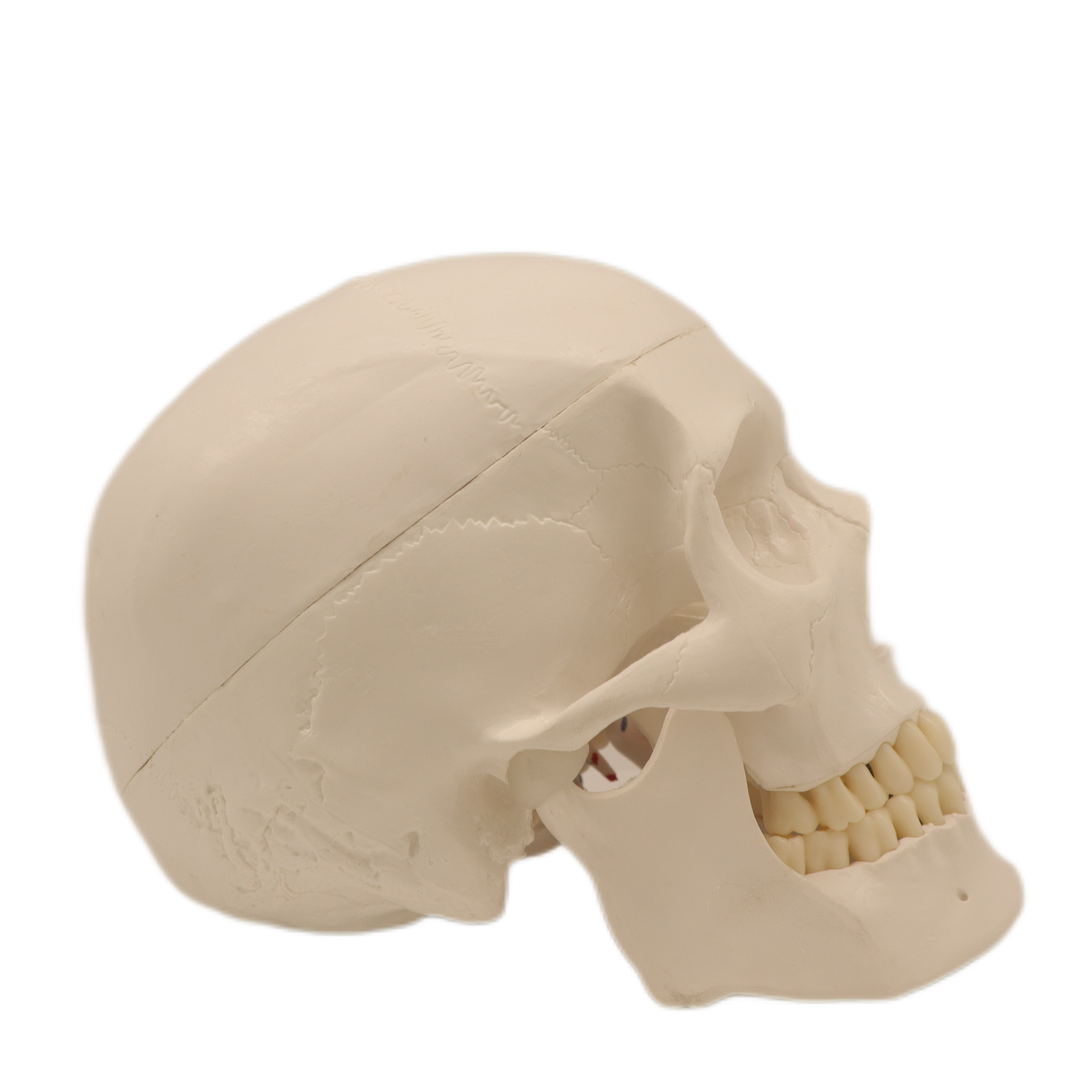 Medical Teaching Models Bone Color Human Teaching Skeleton Model of The Adult Skull with Blood Vessels and Nerves