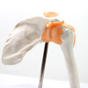 Medical Teaching Models Bone Color Human Teaching Skeleton Model of Shoulder Joint