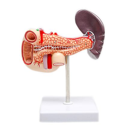 Laboratory Pancreas Duodenum and Spleen Teaching Model