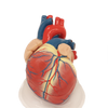 Medical Teaching Models Bone Color Human Teaching Skeleton Model of Expansion Model of Heart