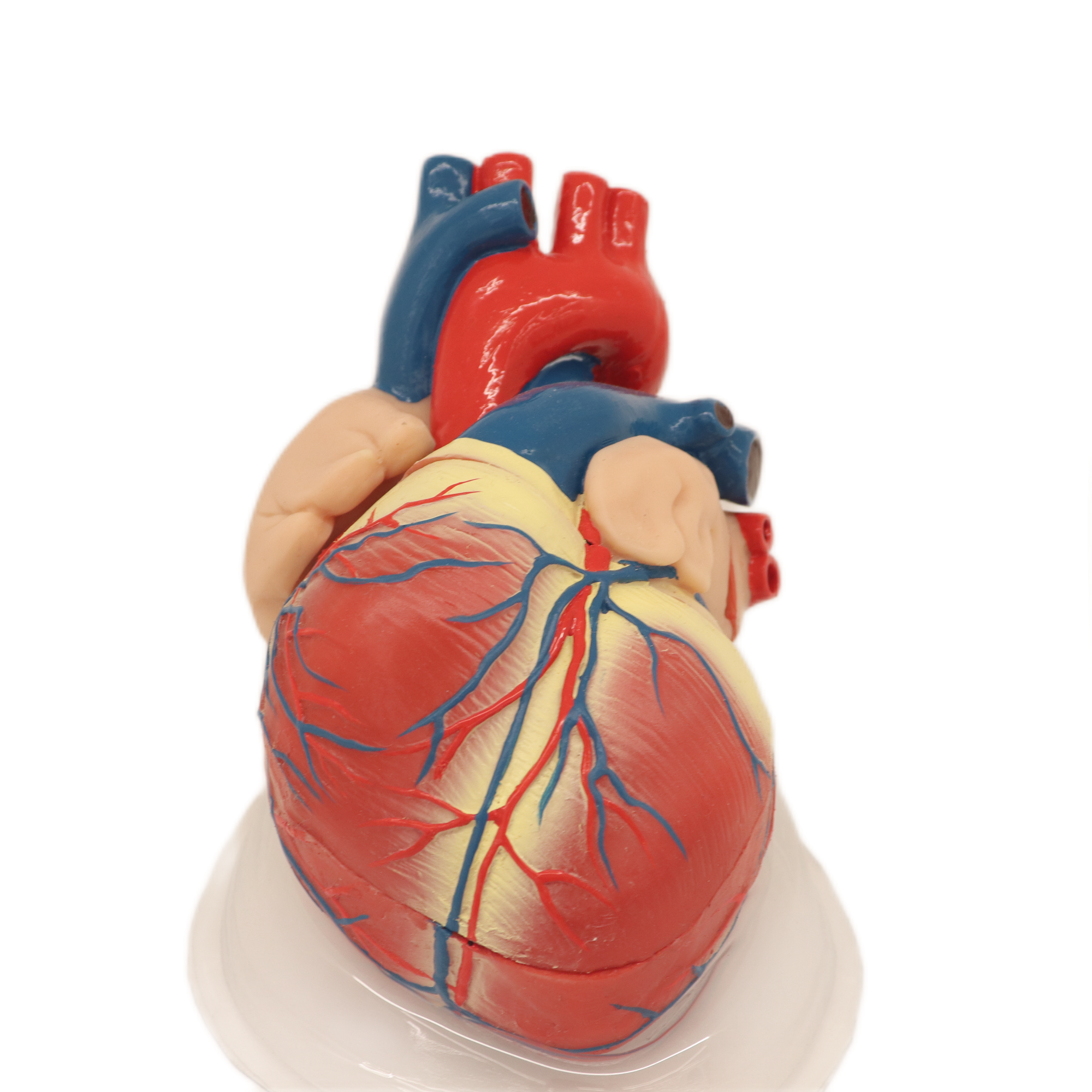 Medical Teaching Models Bone Color Human Teaching Skeleton Model of Expansion Model of Heart