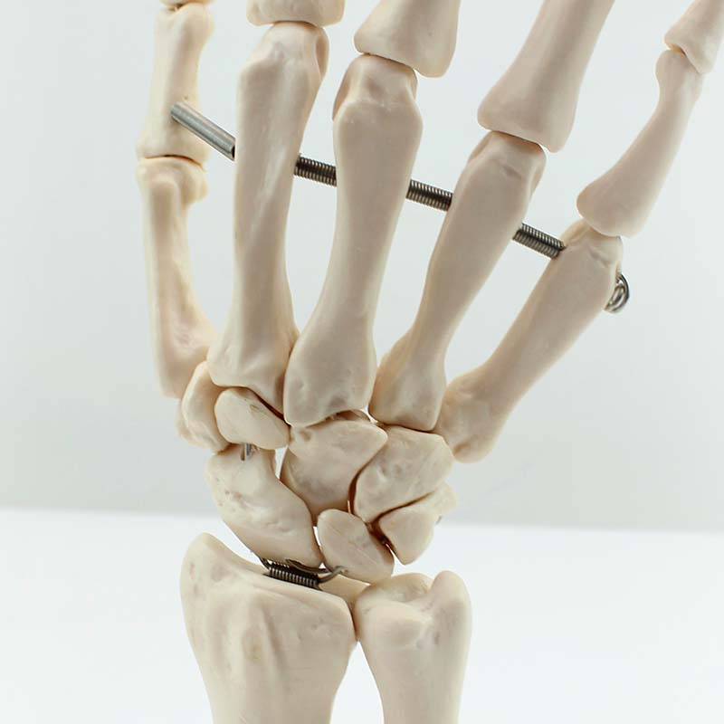 Disposable Medical Teaching Anatomical Model White Hand Bone of Hand Bone