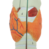 High Reproduction and Accuracy Medical Teaching Models Bone Color Human Teaching Skeleton Model of Larynx Model