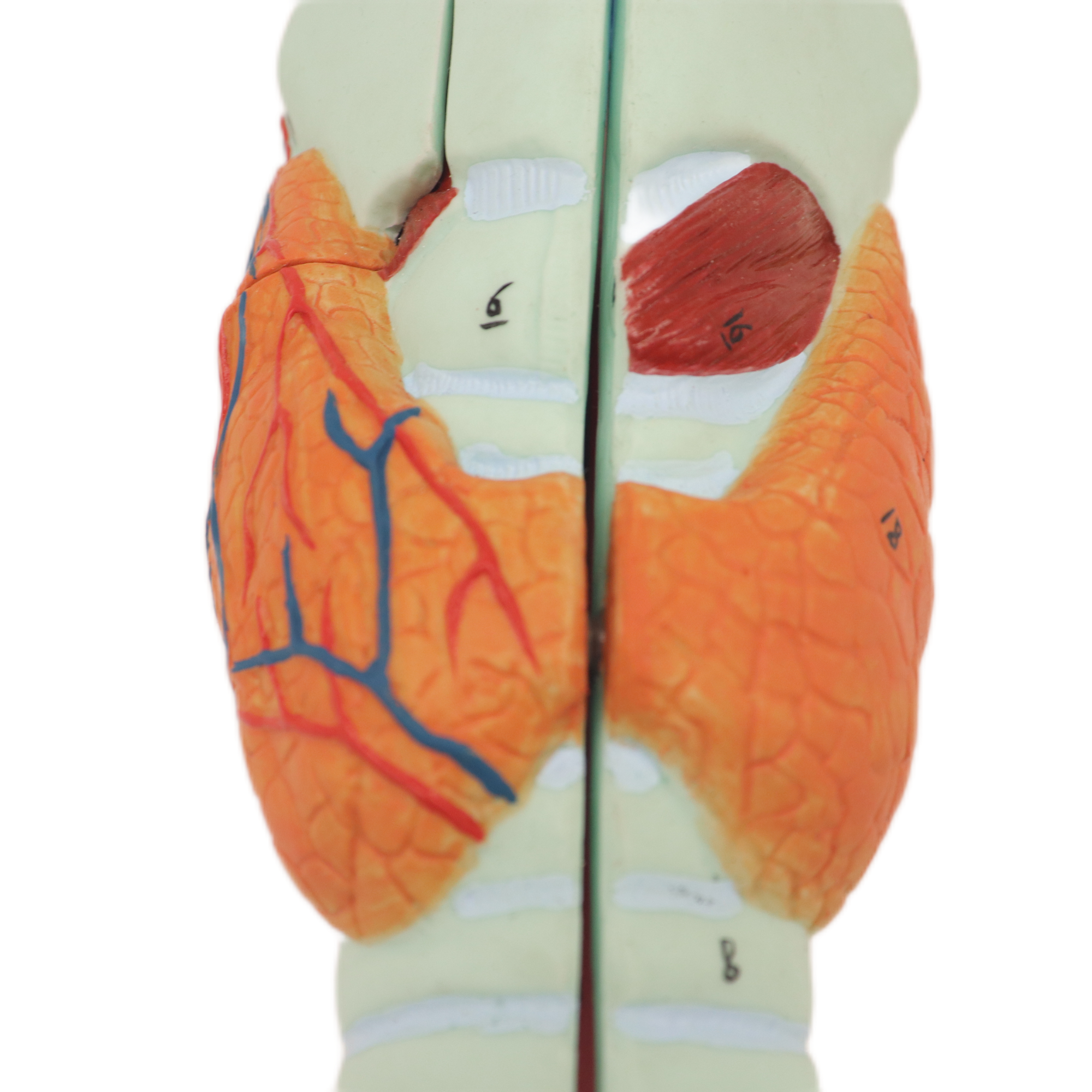 High Reproduction and Accuracy Medical Teaching Models Bone Color Human Teaching Skeleton Model of Larynx Model