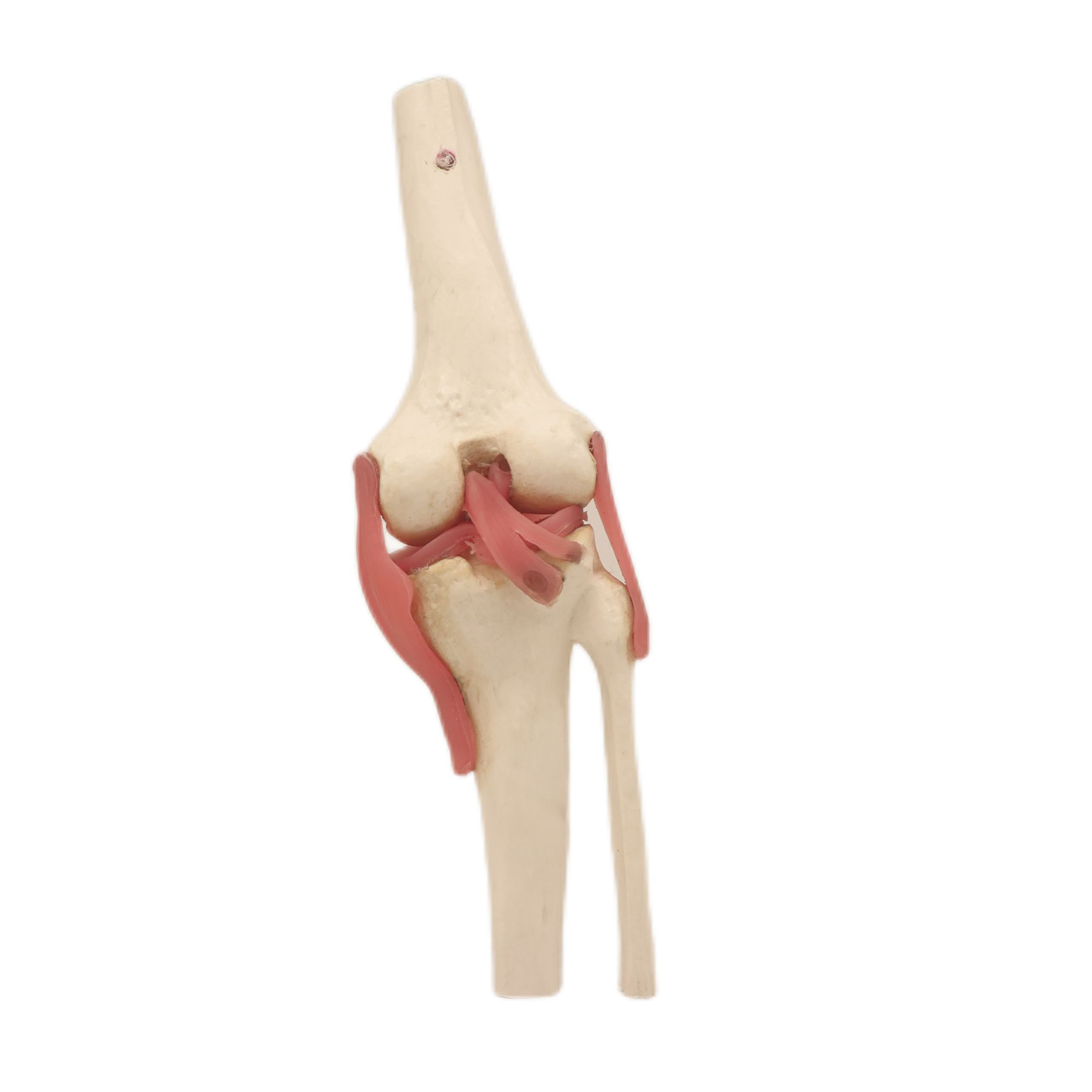 Medical Teaching Models Bone Color Human Teaching Skeleton Knee Joint Model