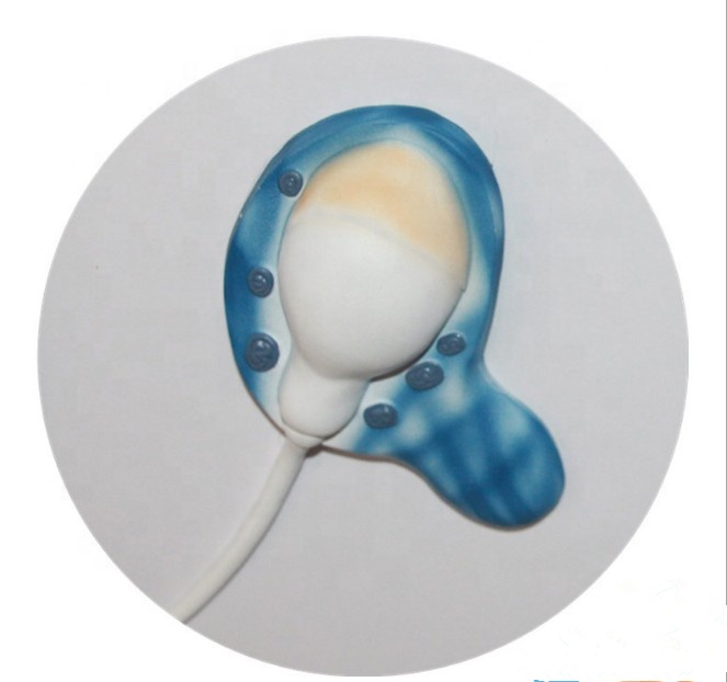 High Quality PVC Humam Anatomical Model The Formation of Sperm Model